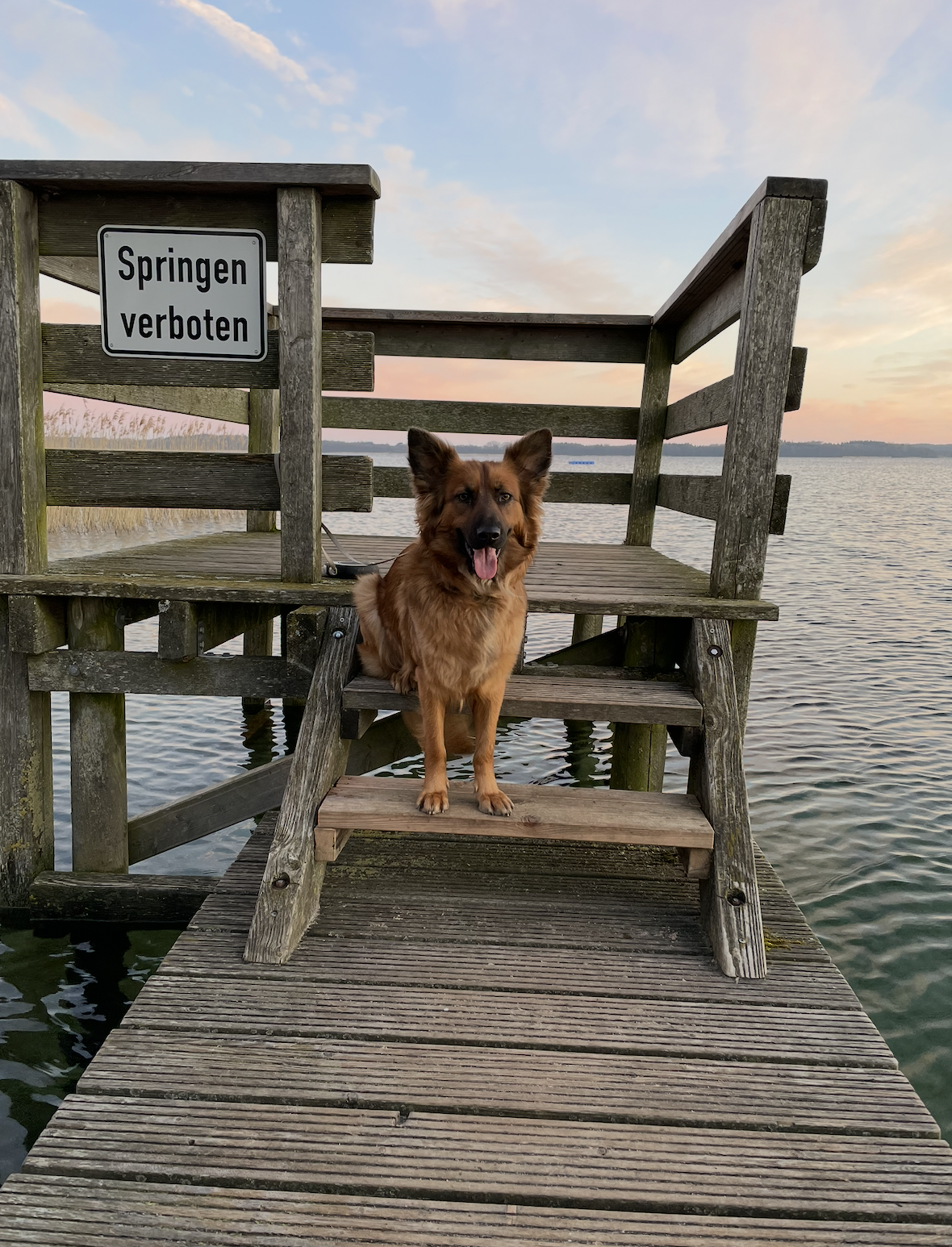 Hund auf dem Steg im Sonnenaufgang